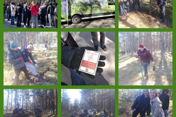 Desmitklasnieku talka Ķemeru Nacionālajā parkā – invazīvās krokainās rozes apkarošana